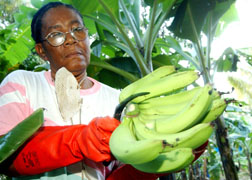 banana farmer winfa simon rawles